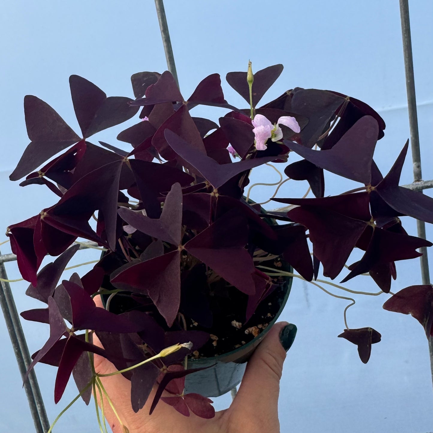 Purple Oxalis (Shamrock)