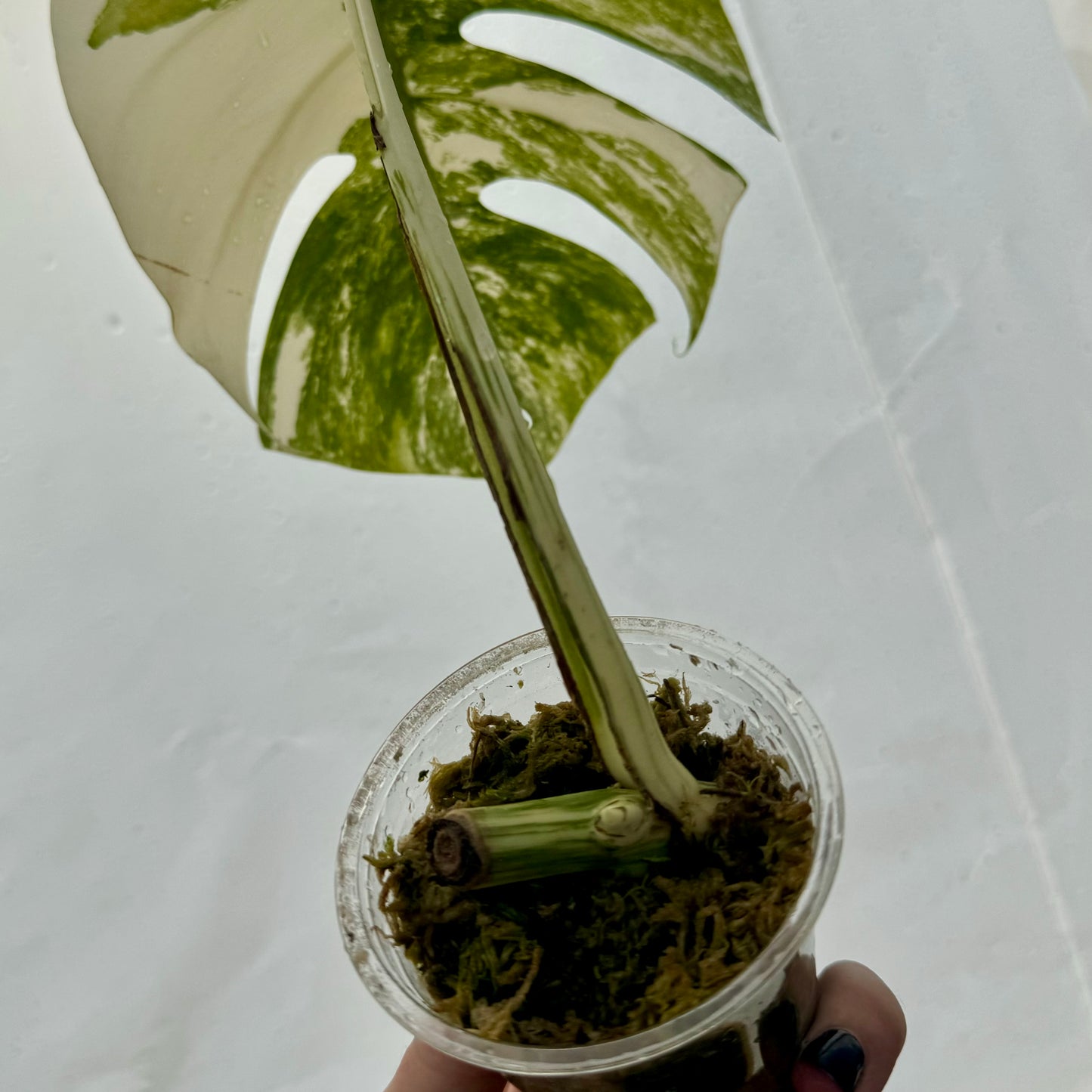 Monstera Albo