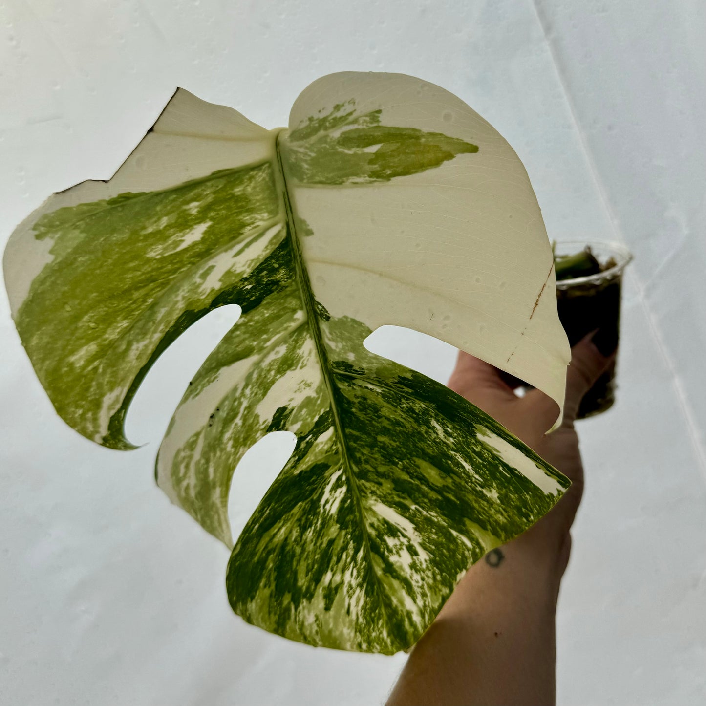 Monstera Albo