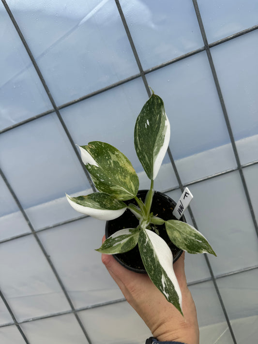 Philodendron White Wizard Punctata