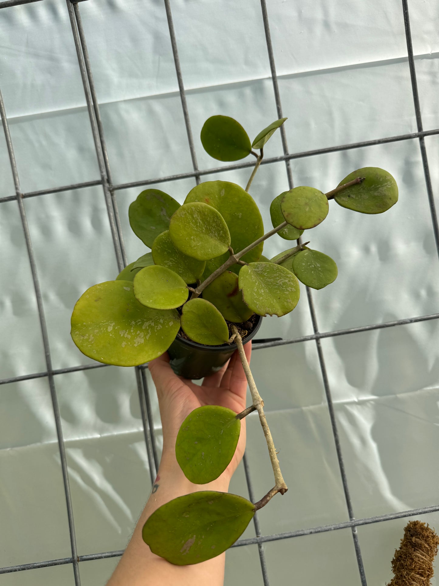 Hoya obovata splash