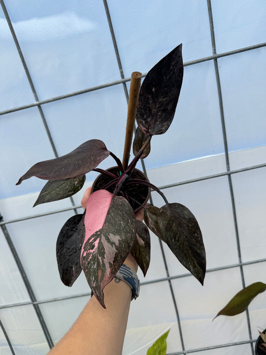 Philodendron Pink Princess Marble Galaxy