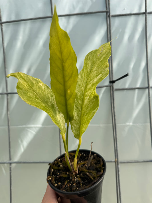 Variegated Anthurium Hookeri