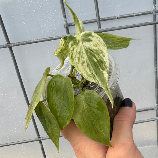 Variegated Heart Leaf Philodendron