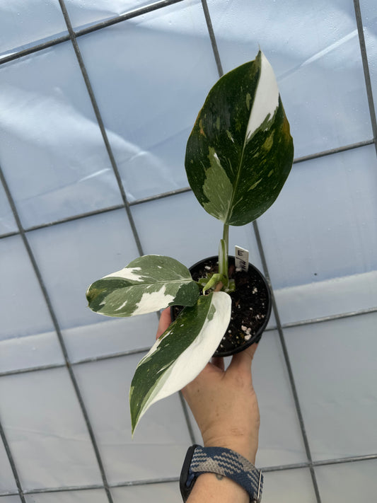 Philodendron White Wizard Punctata